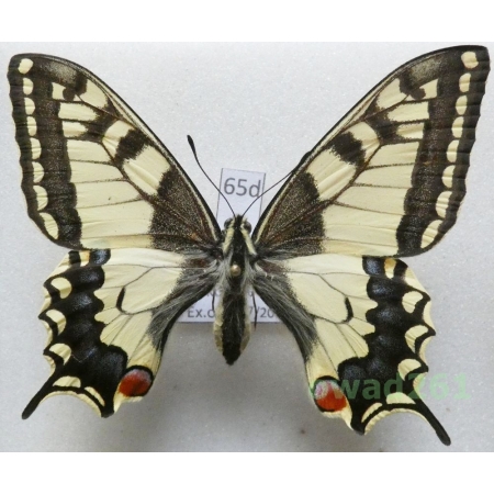 Papilio machaon Linnaeus, 1758 Czech 64mm65d